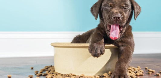 Understanding Puppy Food Nutrition Labels (broadcast)