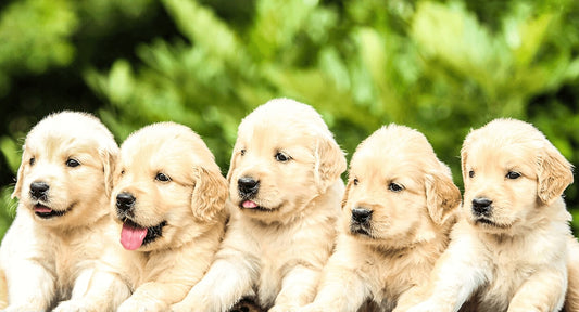 Puppy Basics: Selecting the Right Food