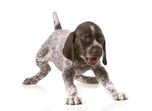 How to choose a puppy that is right for your family