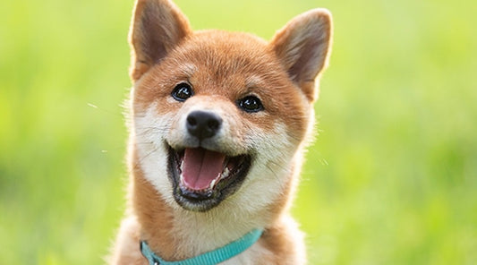 Puppy Care Guide