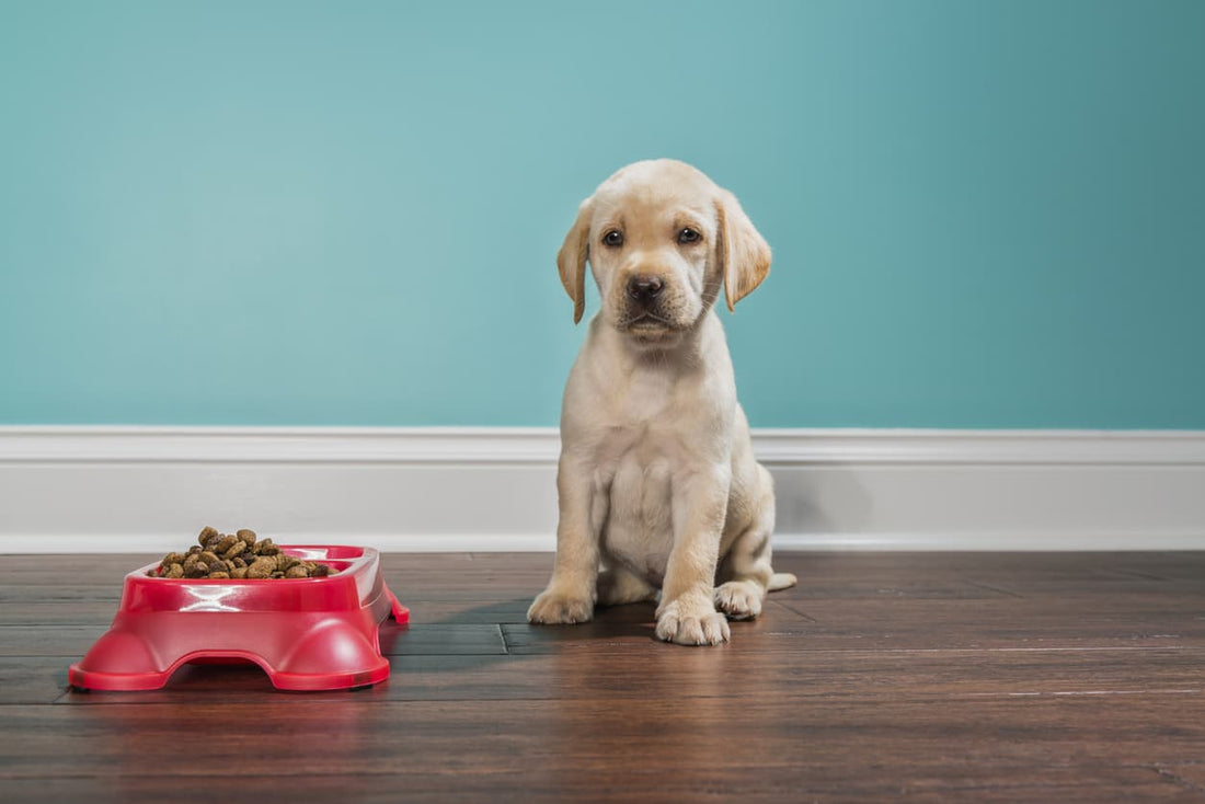 Why Is My Puppy Not Eating?