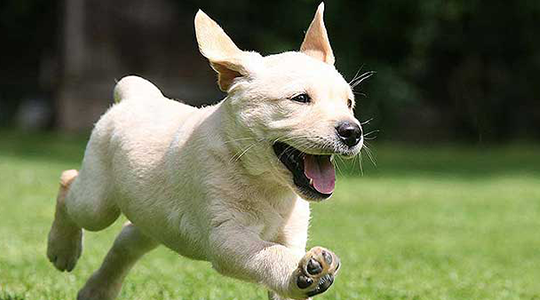 What Is My Puppy Telling Me? Decoding Puppy Behavior