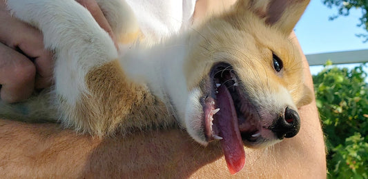 Puppy Training Tips: Train Your Dog Like a Pro