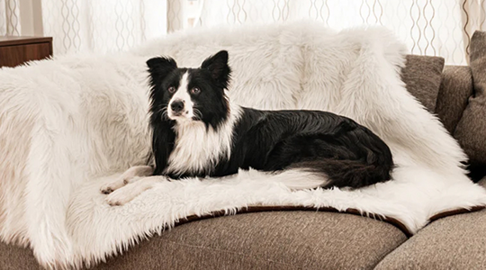 Training your puppy to stay off the furniture