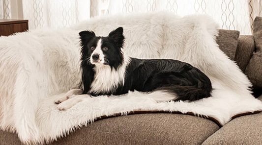 Training your puppy to stay off the furniture