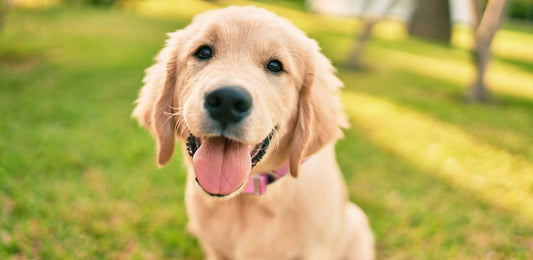 Is Your Puppy Ready for Adult Dog Food?