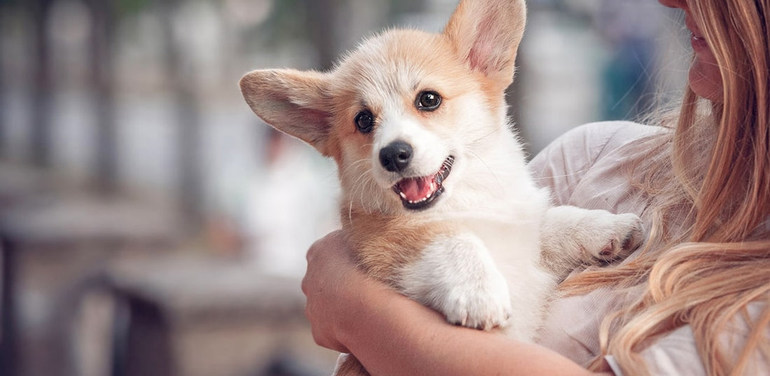 What to Know When You Bring Your Puppy Home