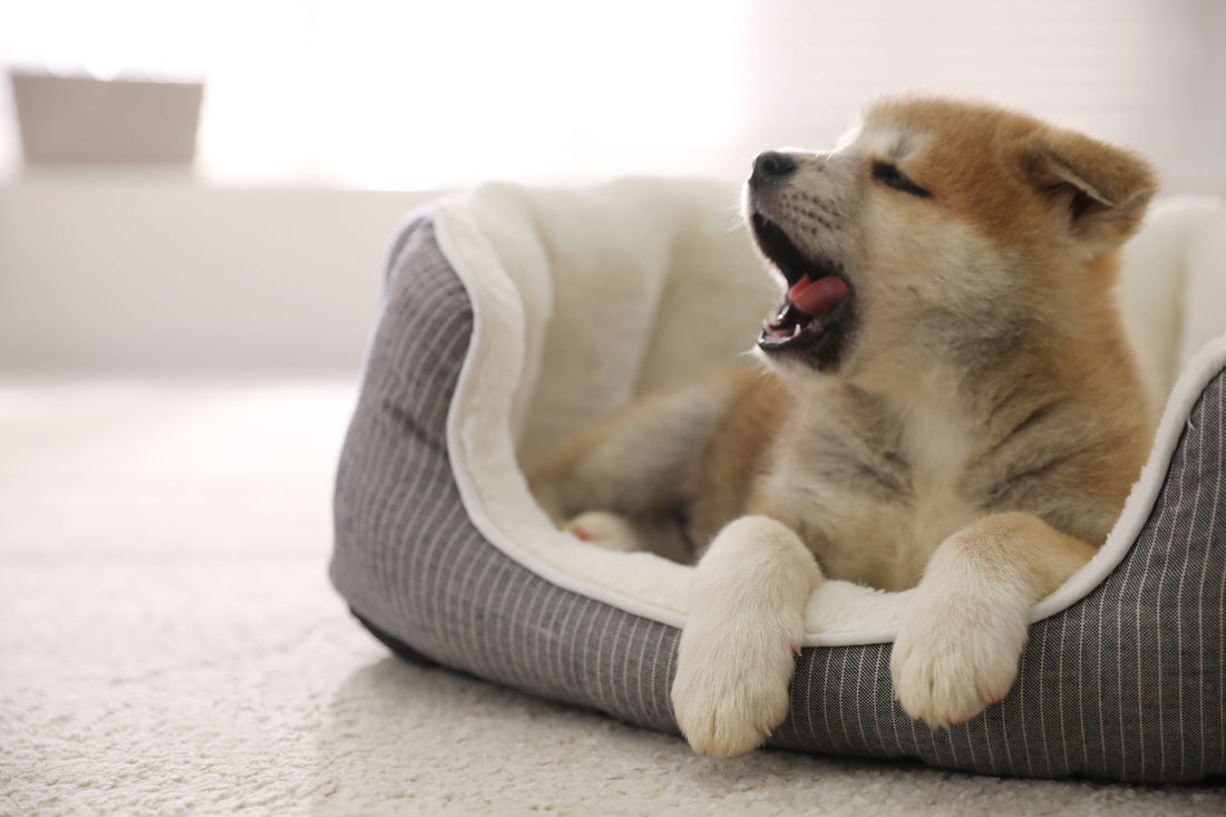 Understanding Puppy Basics: Flea Prevention