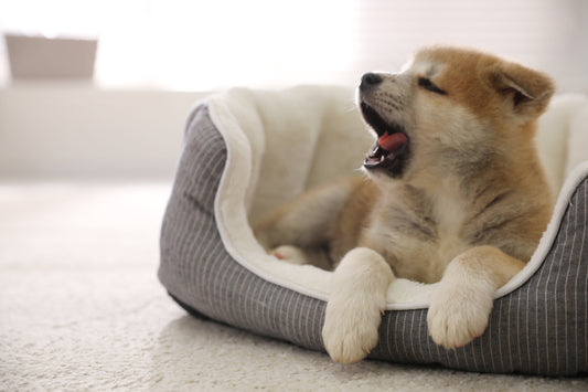 Understanding Puppy Basics: Flea Prevention