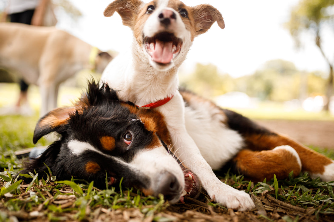 Puppy Basics: Spaying and Neutering