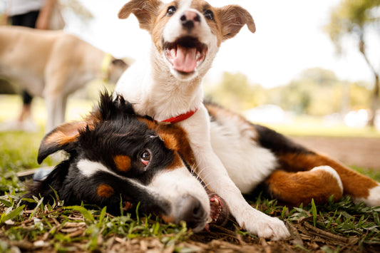 Puppy Basics: Spaying and Neutering