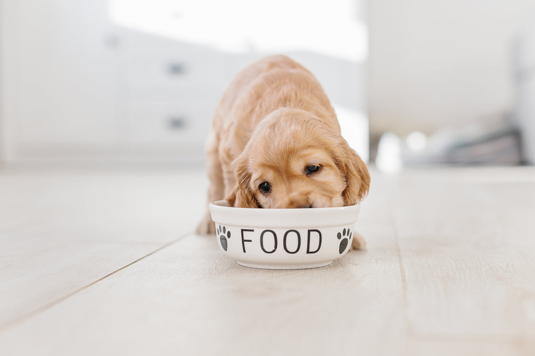 WELL BALANCED & PORTIONED PUPPY FOOD